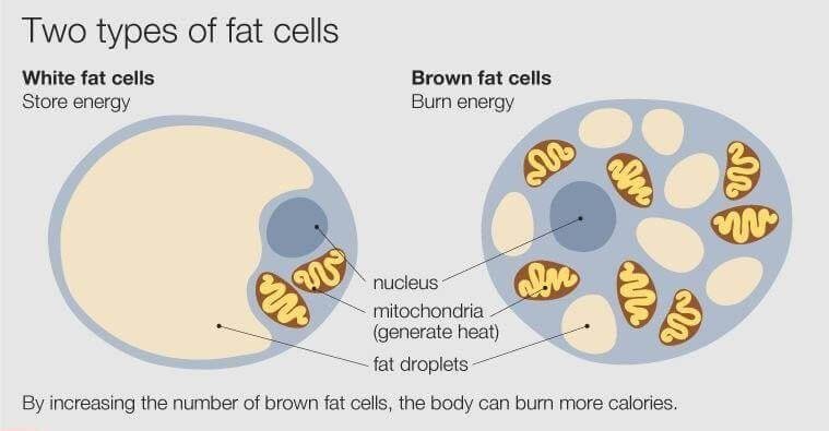 Ce Increase Your Brown Fat Naturally To Burn Stubborn White Fat